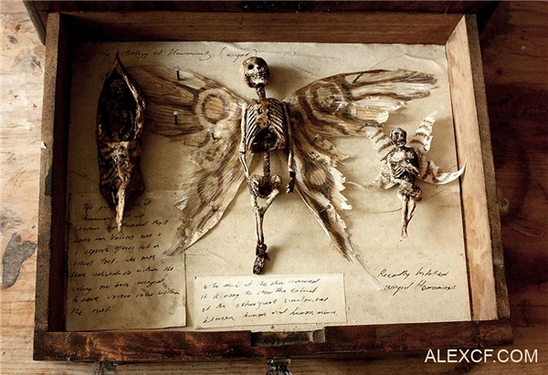  Winged skeletons found in the ancient mansion are believed to belong to fairies, werewolves and even aliens.