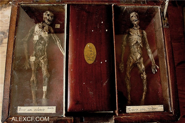 Discover mummies of fairies, werewolves, even aliens?