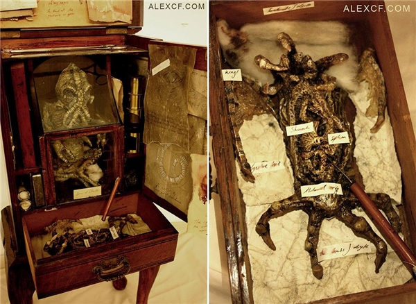 Discover mummies of fairies, werewolves, even aliens?