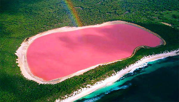 
Một hồ nước màu hồng nằm giữa một rừng bạch đàn rộng lớn.