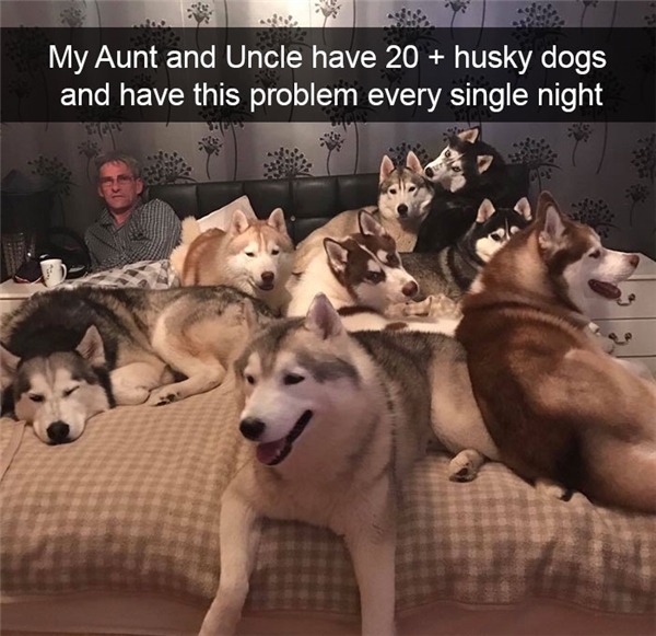 
''Gia đình chú tôi nuôi hơn 20 con husky, và đây thật sự là vấn đề nan giải hàng đêm trước khi ngủ'' 