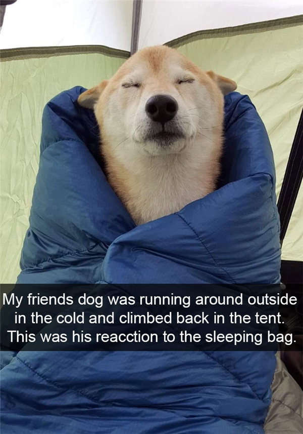 
''Con chó của bạn tôi vừa tung tăng bên ngoài trời lạnh và trở ngược vô lều. Đây là gương mặt của nó sau khi được êm ấm trong túi ngủ''.