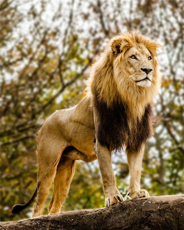 
Mơ thấy sư tử: Sư tử xuất hiện trong giấc mơ báo hiệu một người bạn có quyền lực và địa vị sẽ ở bên giúp đỡ bạn. 