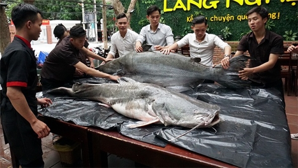 
Hai con cá khủng vừa được vận chuyển về Đà Nẵng bằng máy bay.