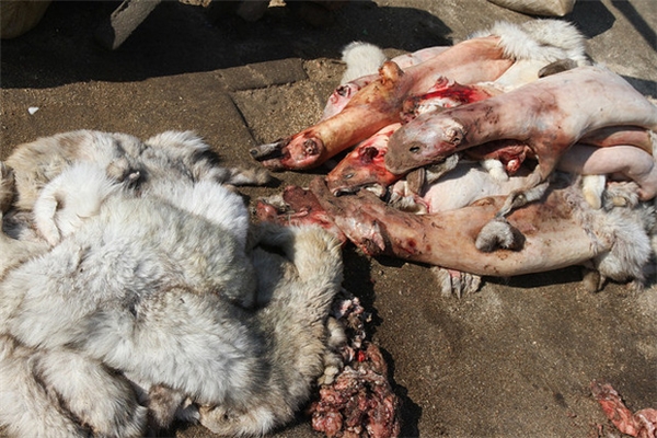 Sự thật tàn ác trần trụi trong các lò nuôi của ngành công nghiệp lông thú