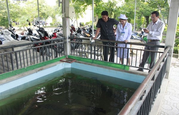 
Hồ nuôi cá cạnh khu xử lý nước thải của BV Giá Rai