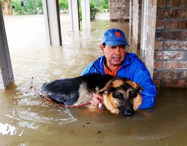 
Người đàn ông này đang cố đưa chú cún ra khỏi vùng ngập lụt.