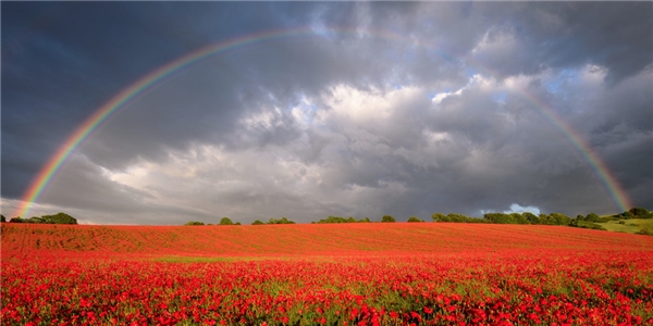  Cầu vồng xuất hiện sau một cơn mưa rào trên cánh đồng hoa ở Salisbury, Wiltshire, Anh.