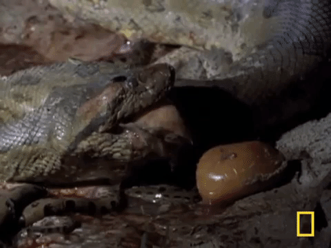 Cận cảnh trăn Anaconda - quái vật Nam Mỹ đẻ con khiến ai xem cũng rùng mình