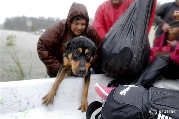 
Một chú cún nữa may mắn được cứu thoát khỏi vùng ngập lụt.