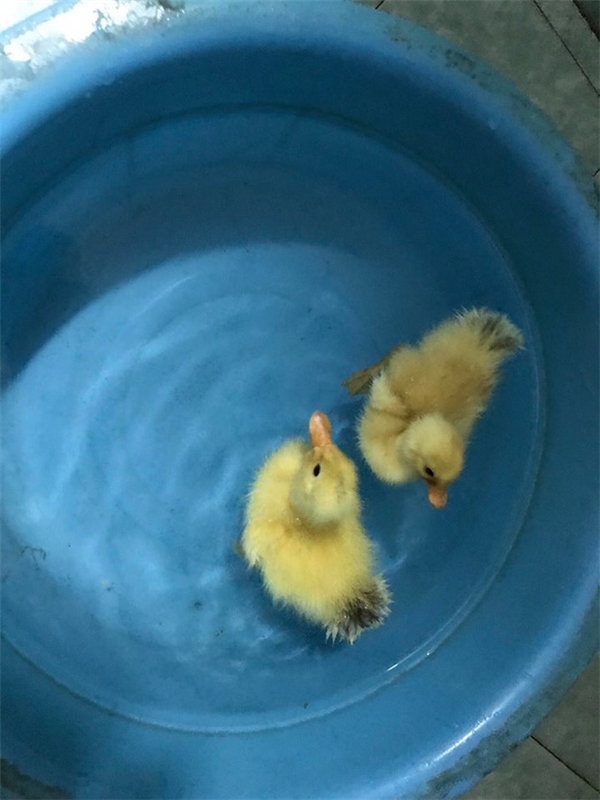 
Hai chú vịt con thoải mái bơi lội trong chậu nước. Ảnh: NVCC