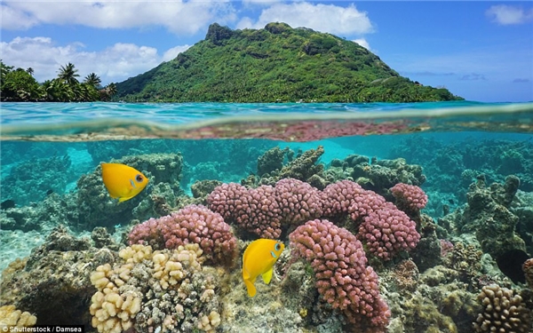 
Dưới nước và trên cạn là hai môi trường sống khác biệt. Hệ sinh thái ở cả hai nơi cũng có sự tương phản rõ nét. Bức ảnh này được chụp ở rạn san hô thuộc đảo Huahine (Polynesia, Pháp). Ảnh: Shutterstock/Damsea.