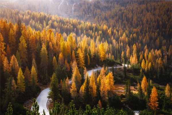 
Những tia nắng xuyên qua tán cây hổ phách trong vườn quốc gia Tre Cime di ở South Tyrol, Italia.