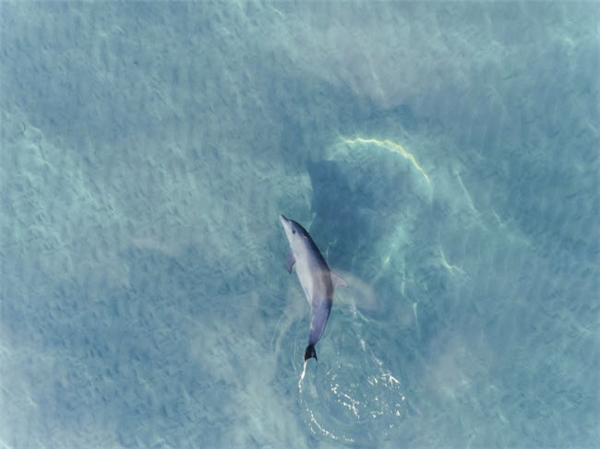 
Cá heo vùng vẫy trong nước ở ngoài khơi bờ biển phía tây Australia.