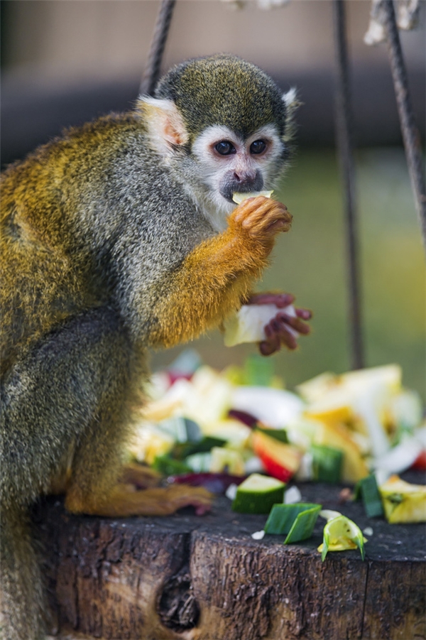
Những chú khỉ háu ăn chính là người vui nhất trong lễ hội này.