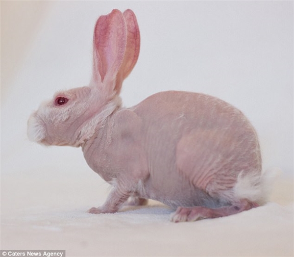 Chú thỏ da hồng có một không hai như trong phim hoạt hình
