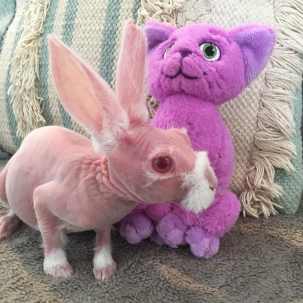 Chú thỏ da hồng có một không hai như trong phim hoạt hình