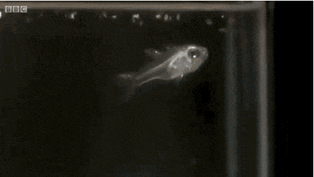 
Bạn có thể đã từng nghe đến loài lươn điện, nhưng bạn có biết rằng chúng không phải loài duy nhất dưới đại dương có khả năng phát sáng? Loài tôm tí hon được gọi là ostracod này có thể sản sinh ra hóa chất huỳnh quang để xua đuổi kẻ thù. Con cá trong bức hình đã phải phun ra con tôm ostracod sau khi thử nuốt nó vào bụng.
