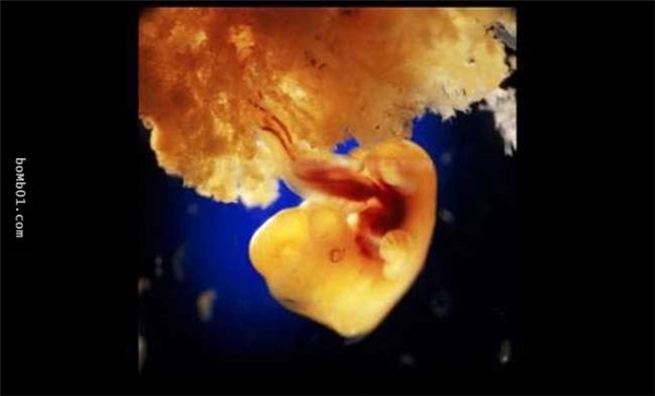 
Đến ngày 40, các tế báo bên ngoài phôi thai dung hợp với tế bào rời rạc tại tử cung tạo thành nhau thai.