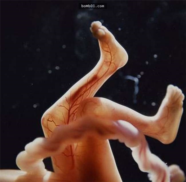 
Các mạch máu hiện rõ sau lớp da mỏng tang của thai nhi.