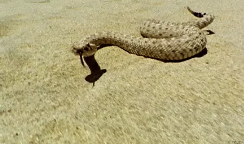 
Tốc độ thực của một con rắn đuôi chuông. Hổ mang chúa được cho là có tốc độ tương đương
