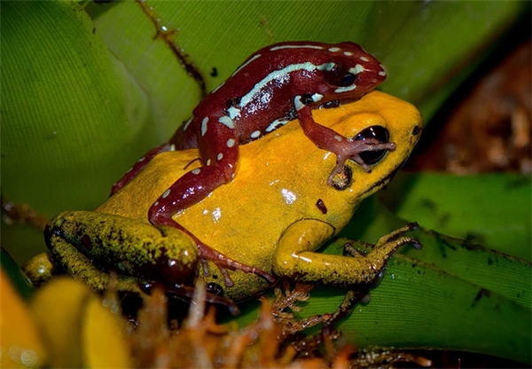 Con ếch độc bậc nhất thế giới và bí ẩn đằng sau nó cuối cùng đã được khoa học giải đáp