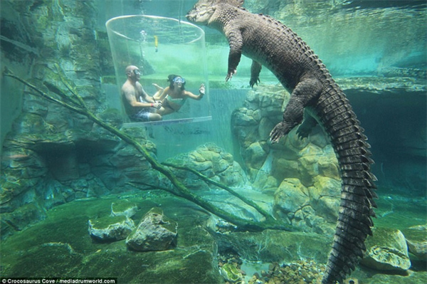 Nhiều du khách chi tiền triệu để trải nghiệm cảm giác mạnh, đối mặt với cá sấu ăn thịt người dài 5m