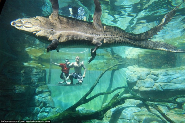 Nhiều du khách chi tiền triệu để trải nghiệm cảm giác mạnh, đối mặt với cá sấu ăn thịt người dài 5m