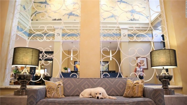 Những khách sạn dành cho người yêu động vật