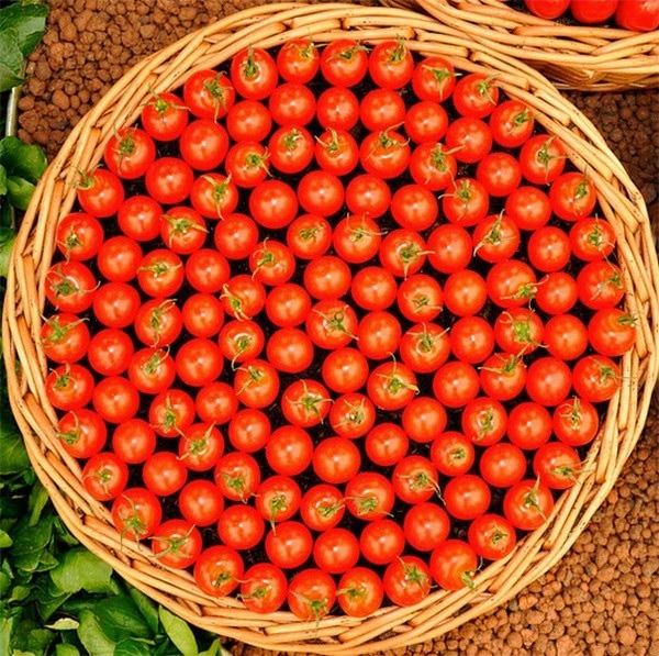 Hoàn hảo từ sắc đỏ chín mọng đều đến kich thước các quả cà chua và cả cách sắp xếp kỳ công.