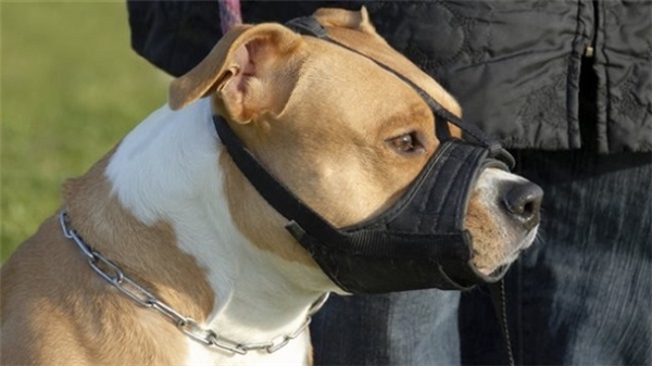 
Từ 15/9, chủ nuôi sẽ bị phạt nặng nếu đưa cho đến nơi công cộng mà không đeo rọ mõm cho chó