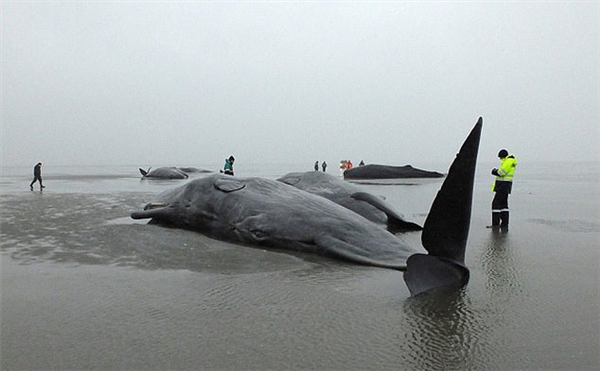 
Các nhà khoa học tìm ra nguyên nhân khiến nhiều cá voi chết vào đầu năm 2016. Ảnh: EPA