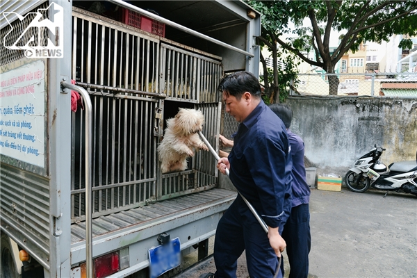 
Những chú chó được di chuyển từ xe về chuồng tạm giữ.