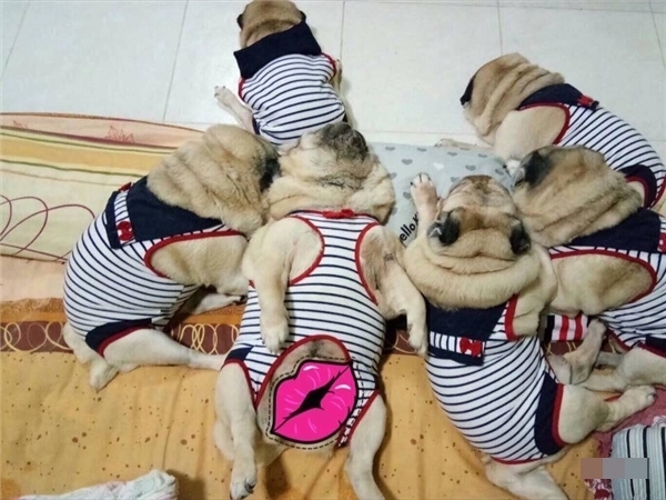 9 chú chó Pug ''núc ních'', tròn vo mặc đồng phục khiến dân mạng đổ gục vì quá dễ thương