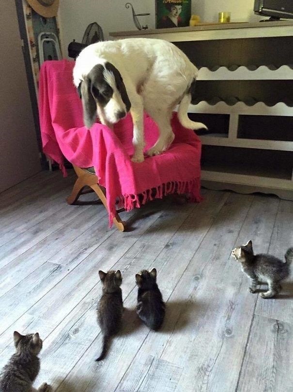 
Lũ Mèo có tận 4 đứa, còn Boss chỉ có 1! Quá đáng sợ!