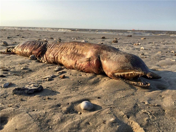 Phát hiện xác sinh vật kỳ dị đang phân hủy trên bờ biển Texas sau siêu bão Harvey