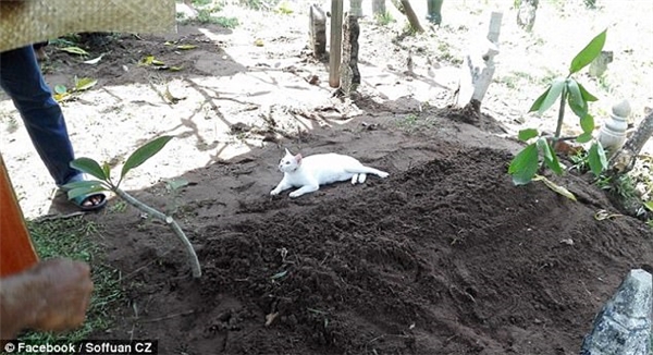 Con mèo nằm trên mộ người chết và nhất quyết không rời đi.