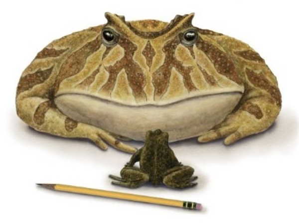 
Kích thước của Beelzebufo Ampinga so với ếch hiện đại.