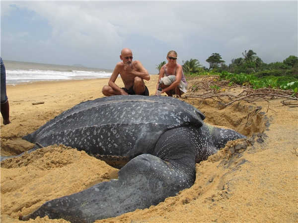
Một vài người hiếu kì đã chụp ảnh với xác con rùa khổng lồ.