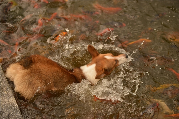 
Chú chó Corgi với bờ mông quyến rũ nhảy cái ùm xuống hồ cá vàng để hòa nhập với thiên nhiên.