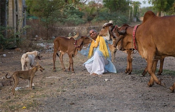 
Ông Parsana rất hạnh phúc bên những "cô" bò của mình