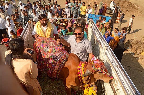 
Tin được không, ông Vijay Parsana đã tổ chức đám cưới cho... bò