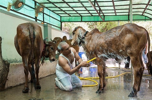 
Ông Parsana đang tắm cho bò