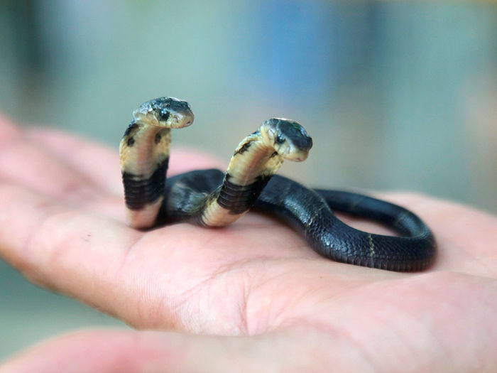 
Rắn hổ mang hai đầu mới sinh do ông Huang, một người gây giống rắn, tìm thấy ở thành phố Ngọc Lâm, Trung Quốc. Ảnh: CEN