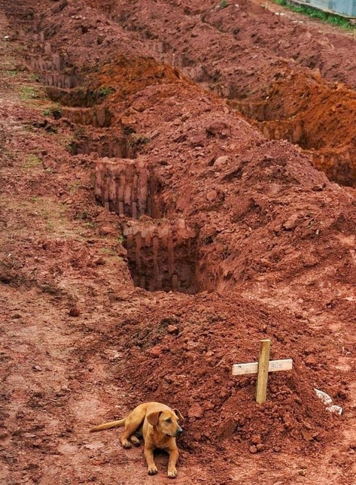 
Chú chó tên Leao đang nằm cạnh ngôi mộ của người chủ trong nghĩa địa tập thể. Người này đã thiệt mạng trong trận lở đất kinh hoàng gần Rio de Janeiro.