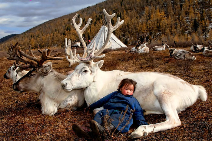 
 Đứa trẻ ngủ bên cạnh những con tuần lộc ở thảo nguyên Mông Cổ.