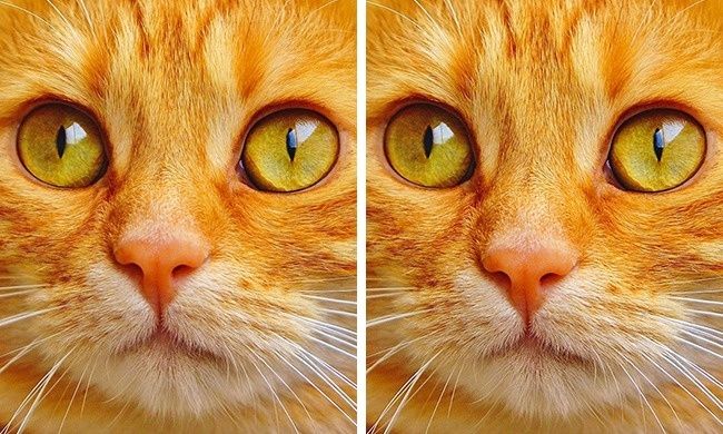 
Người ta bảo vẽ mặt như mèo đấy, cơ mà vẽ kiểu gì mà nhìn có khác gì đâu đúng không nào?
