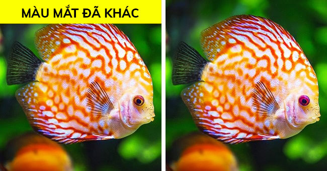 
Thì ra chú cá của chúng ta khi nổi giận mắt sẽ đổi màu.