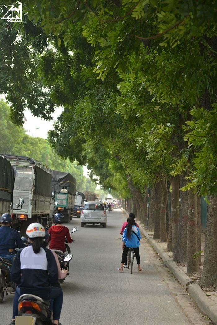 Các cơ quan chức năng đã đánh giá tác động môi trường khi chặt hạ cây xanh tại đường Phạm Văn Đồng