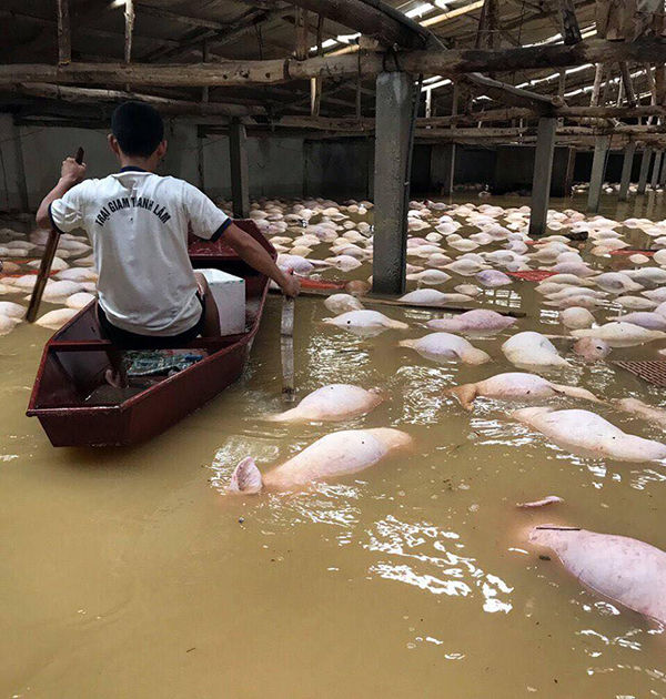 
Hơn 5.000 con lợn của trại giam chết ngập trong lũ.